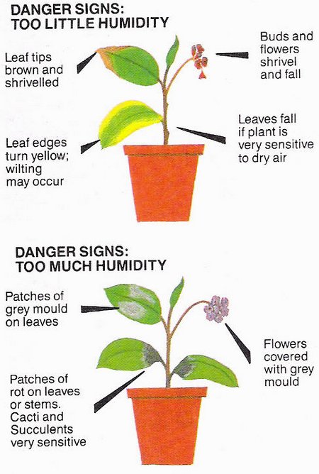 humidity plants234